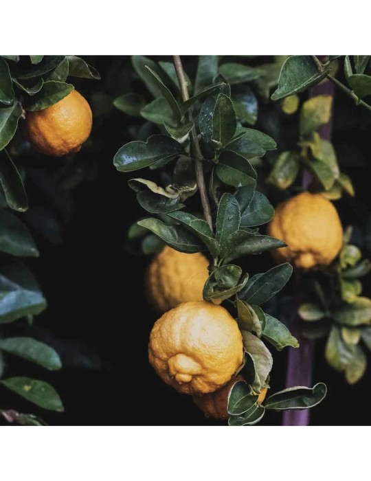 HOME HEALTHY skalbiklis sporto rūbams „N14“ 500 ml.