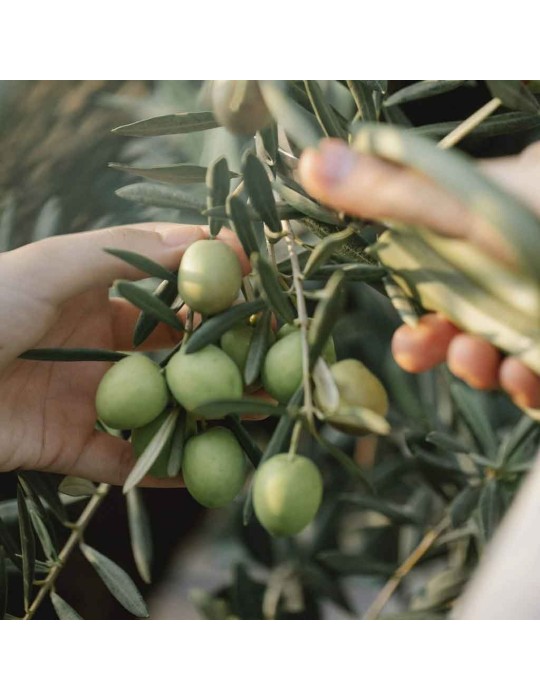 HOME HEALTHY skalbiklis šilkui ir vilnai „N13“ 500 ml.