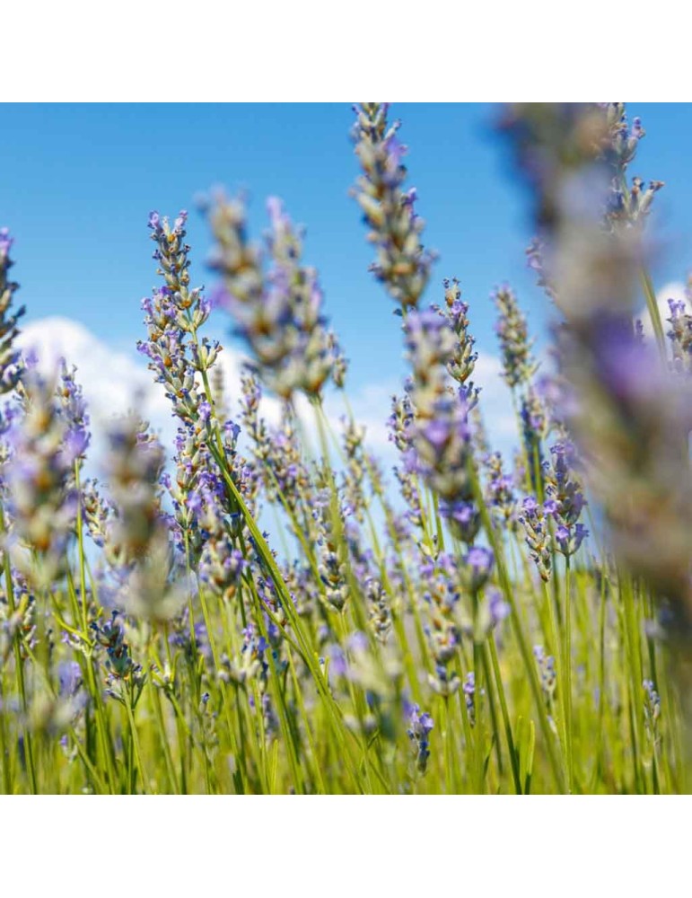 HOME HEALTHY skalbiklis „N11“ 500 ml.